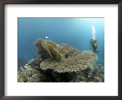 Table Coral And Diver, St. Johns Reef, Red Sea by Mark Webster Pricing Limited Edition Print image