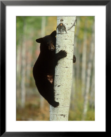 Black Bearursus Americanuscub Sat Up Tree, Autumn Foliage by Mark Hamblin Pricing Limited Edition Print image