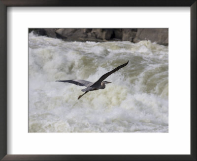 Great Blue Heron Flies Over White Water Rapids by Skip Brown Pricing Limited Edition Print image