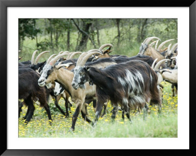 Herd Of Goats Runs Across A Field In Provence, France by Stephen Sharnoff Pricing Limited Edition Print image