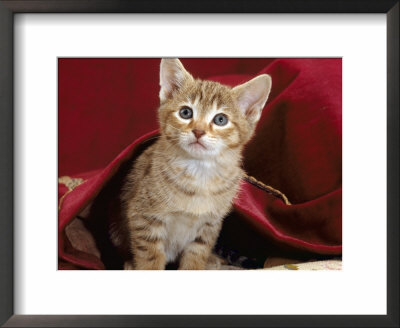 Domestic Cat, Portrait Of Oriental Brown Spotted Tabby Kitten Under Red Velours Curtain by Jane Burton Pricing Limited Edition Print image