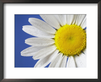 Marguerite / Ox Eye Daisy (Leucanthemum Vulgare) Uk by Pete Cairns Pricing Limited Edition Print image
