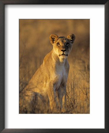 Lioness At Sunrise (Panthera Leo) Kalahari Gemsbok National Park South Africa by Tony Heald Pricing Limited Edition Print image