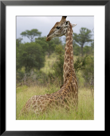 Giraffe, Giraffa Camelopardalis, Kruger National Park, Mpumalanga, South Africa, Africa by Steve & Ann Toon Pricing Limited Edition Print image