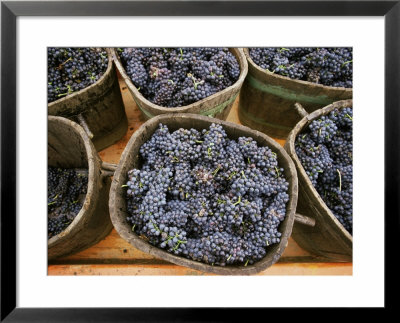 Harvested Grapes, St. Joseph, Ardeche, Rhone Alpes, France by Michael Busselle Pricing Limited Edition Print image