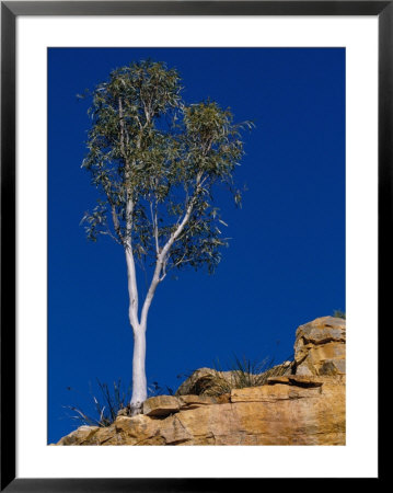 A View Of A Eucalyptus Tree At The Top Of A Cliff by Bill Ellzey Pricing Limited Edition Print image