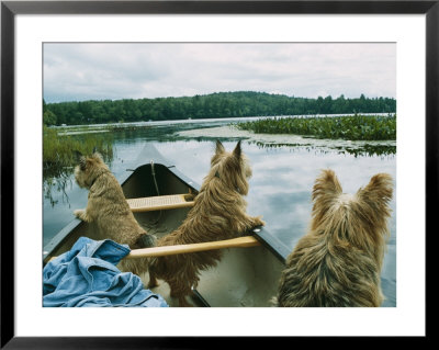 Norwich Terriers Enjoy A Canoe Ride On Lake Kezar by Robin Siegel Pricing Limited Edition Print image