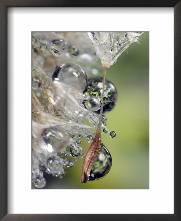 Close-Up Of Water Droplets On Dandelion Seed, San Diego, California, Usa by Christopher Talbot Frank Pricing Limited Edition Print image