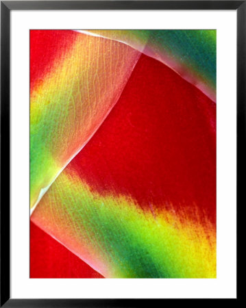 Close-Up Of Lobster Claw Flower, Maui, Hawaii, Usa by Charles R. Needle Pricing Limited Edition Print image
