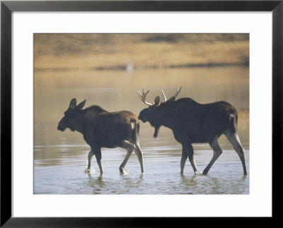 Two Moose Wade In A Lake by Dr. Maurice G. Hornocker Pricing Limited Edition Print image