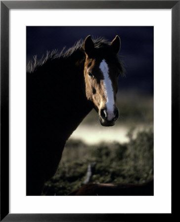 Rugged Chilean Horse With White Markings And Windblown Mane At Dawn by Jason Edwards Pricing Limited Edition Print image