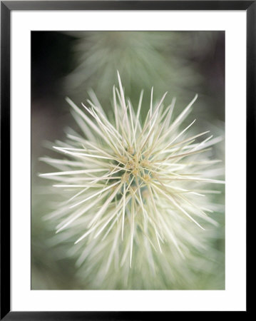 Jumping Cholla, Scotsdale, Az by Elisa Cicinelli Pricing Limited Edition Print image