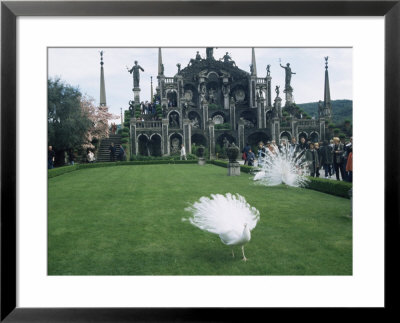 White Peacocks In Front Of Folly, Isola Bella, Lake Maggiore, Piedmont, Italy by Sheila Terry Pricing Limited Edition Print image