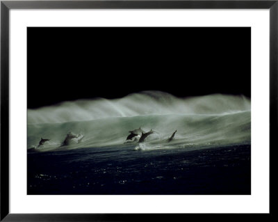 Bottlenose Dolphins, Jumping, South Africa by Tobias Bernhard Pricing Limited Edition Print image