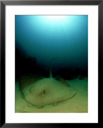 Long-Tailed Stingray, Resting On Sand, New Zealand by Tobias Bernhard Pricing Limited Edition Print image