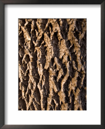 A Walnut Tree's Bark At Historic Waveland Farm by Joel Sartore Pricing Limited Edition Print image