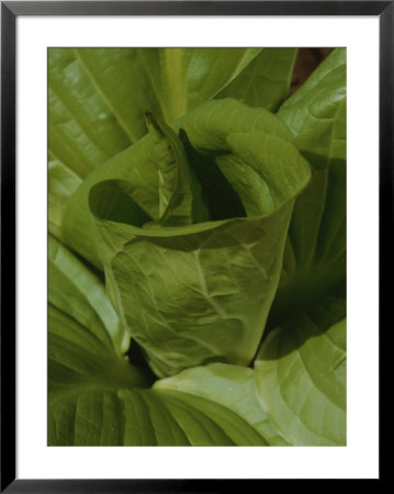 Fresh Leaves Unfurl From The Center Of A Skunk Cabbage Plant by Bates Littlehales Pricing Limited Edition Print image