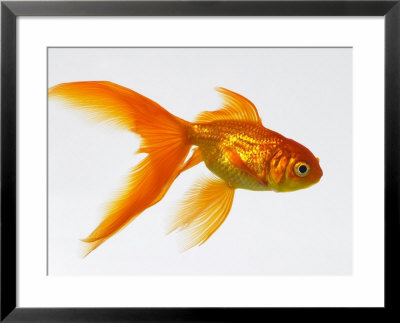 Goldfish by Mark Mawson Pricing Limited Edition Print image