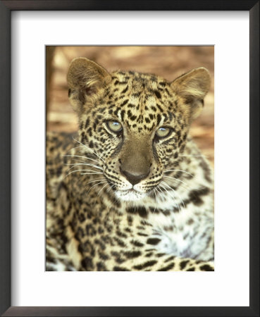 African Leopard, Panthera Pardus, Endangered Species, Kitten by Brian Kenney Pricing Limited Edition Print image
