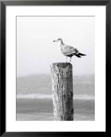 White Seagull On Post, Cape Cod by Steven Emery Pricing Limited Edition Print image