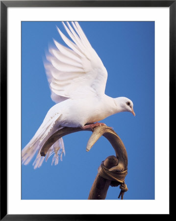 Dove Perched On Stick by Jim Mcguire Pricing Limited Edition Print image