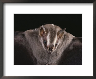 Close View Of A Bat In A Rain Forest In Costa Rica by Michael Melford Pricing Limited Edition Print image