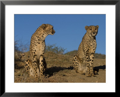 Cheetah, Acinonyx Jubatus, Duesternbrook Private Game Reserve, Windhoek, Namibia, Africa by Thorsten Milse Pricing Limited Edition Print image