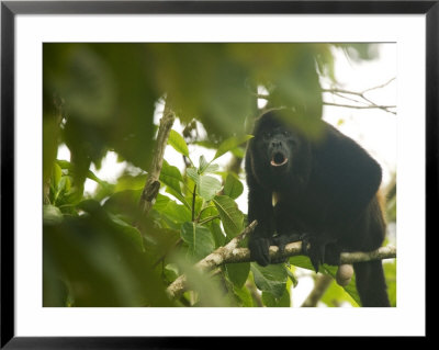 Mantled Howler Monkey, Sitting On Branch In Forest Calling With Mouth Open, Costa Rica by Roy Toft Pricing Limited Edition Print image