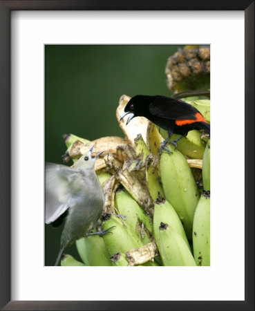 Palm Tanager And Scarlet-Rumped Tanager, Two Birds Fighting On Bananas, Osa Peninsula, Costa Rica by Roy Toft Pricing Limited Edition Print image