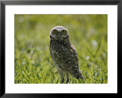Burrowing Owl by Robert Madden Pricing Limited Edition Print image
