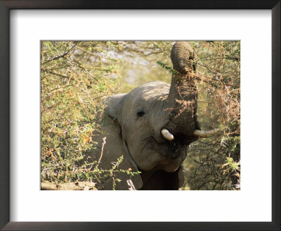 African Elephant (Loxodonta Africana), Mashatu Game Reserve, Botswana, Africa by Sergio Pitamitz Pricing Limited Edition Print image