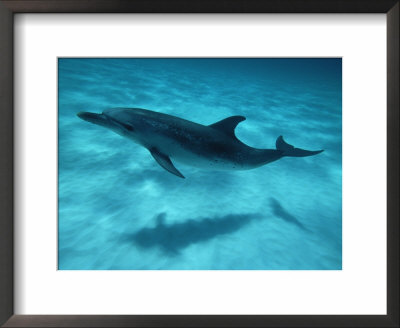 Atlantic Spotted Dolphin And Shadow On Seabed, Bahamas by Todd Pusser Pricing Limited Edition Print image