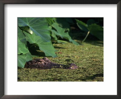 Alligator In The Swamp by Kevin Leigh Pricing Limited Edition Print image