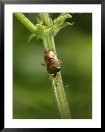 Hawthorn Shield Bug On Umbellifer, Middlesex, Uk by Elliott Neep Pricing Limited Edition Print image