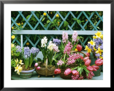 Hyacinth, Tulip, Squill, Daffodil And Azalea by Lynne Brotchie Pricing Limited Edition Print image
