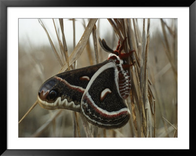 Cecropia Moth by Sam Abell Pricing Limited Edition Print image