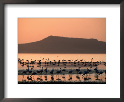 Flamingos Silhouetted In Lake Abiata, Abiyata-Shala National Park, Oromia, Ethiopia by Ariadne Van Zandbergen Pricing Limited Edition Print image