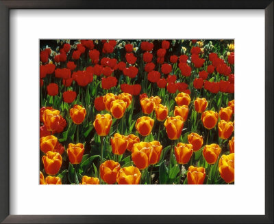 Group Of Tulipa Oxford's Elite (Darwin Hybrid) by Ron Evans Pricing Limited Edition Print image