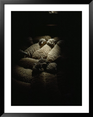 Sheep Await Shearing At Bidgemia Station In The Gascoyne Region Near The Coast Of Western Australia by Sam Abell Pricing Limited Edition Print image