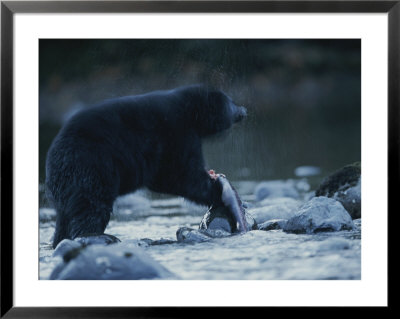 A Black Bear Feeds Itself On A Half-Eaten Salmon by Joel Sartore Pricing Limited Edition Print image