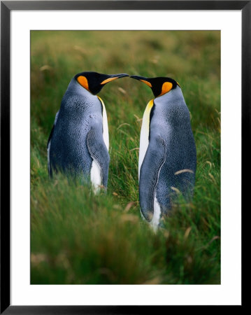 King Penguins (Aptenodytes Patagonicus), Falkland Islands by Chester Jonathan Pricing Limited Edition Print image