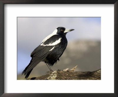 Australian Magpie (Gymnorhina Tibicen), Wilsons Promontory National Park, Victoria, Australia by Thorsten Milse Pricing Limited Edition Print image