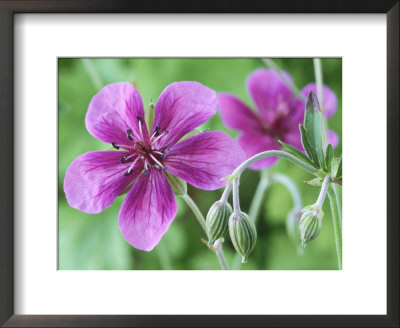 Cranesbill, Close-Up Of Purple Flowers And Buds by Chris Burrows Pricing Limited Edition Print image