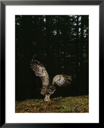 Swooping For A Snack, A Northern Spotted Owl (Strix Occidentalis) Seizes A Mouse by James P. Blair Pricing Limited Edition Print image