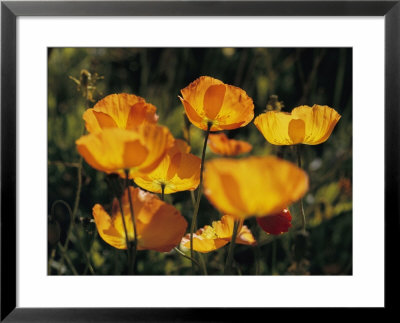 Close View Of Iceland Poppies (Papaver Nudicaule) by James P. Blair Pricing Limited Edition Print image