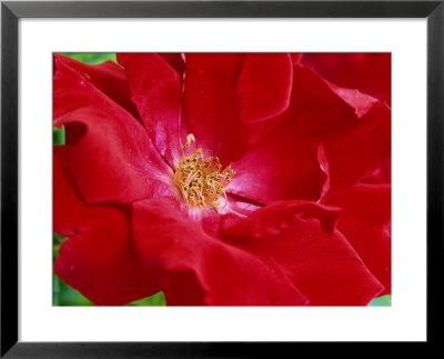 Rosa Frensham (Floribunda Rose), Red Flower by Mark Bolton Pricing Limited Edition Print image