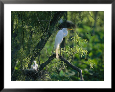A Great, Or Common, Egret On A Branch Near Her Nest And Chicks by James P. Blair Pricing Limited Edition Print image