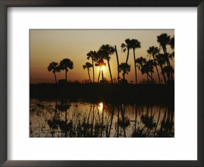 The Flaming Orange Sun Sets Behind Silhouetted Cabbage Palms And Cordgrass by Bates Littlehales Pricing Limited Edition Print image