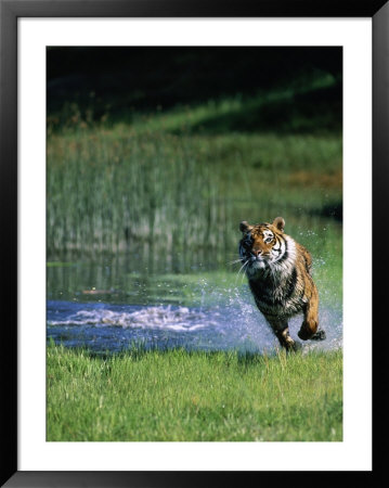Bengal Tiger Running Out Of The Water by Don Grall Pricing Limited Edition Print image