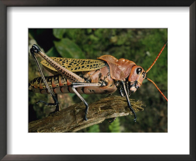 Grasshopper by George Grall Pricing Limited Edition Print image